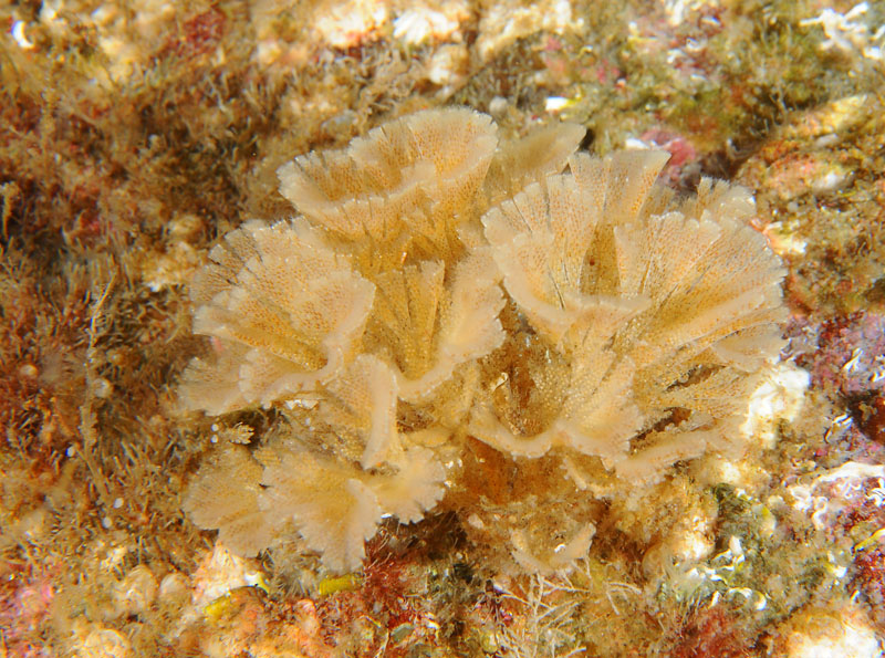 Bugula flabellata - Sea Mats (Bryozoa)