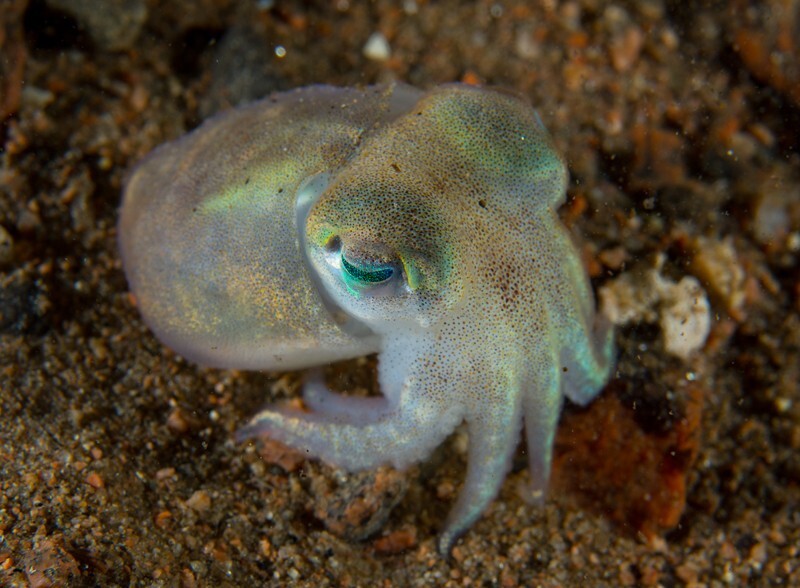 Rossia macrosoma - Octopus, Squid & Cuttlefish (Cephalopoda)