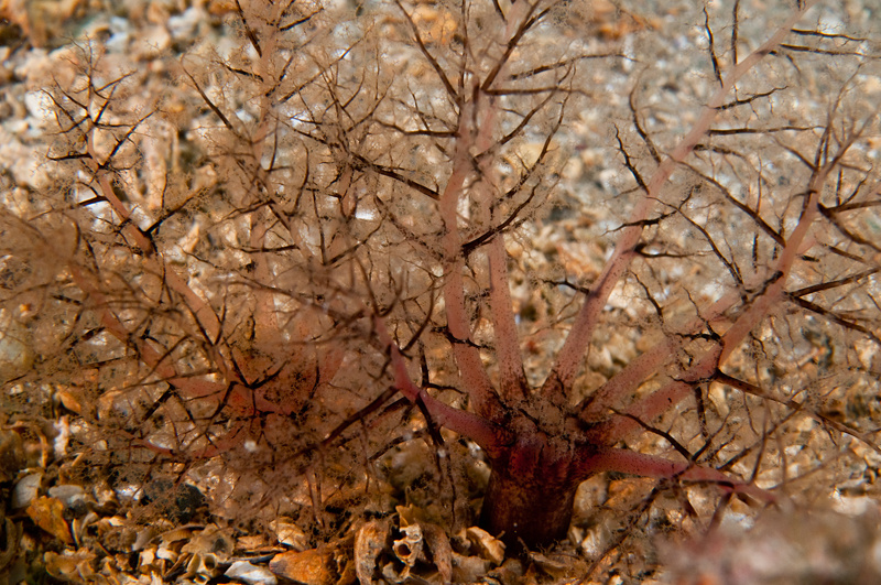 Thyone roscovita - Sea Cucumbers (Echinodermata)