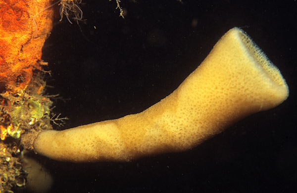 Haliclona urceolus - Sponges (Porifera)