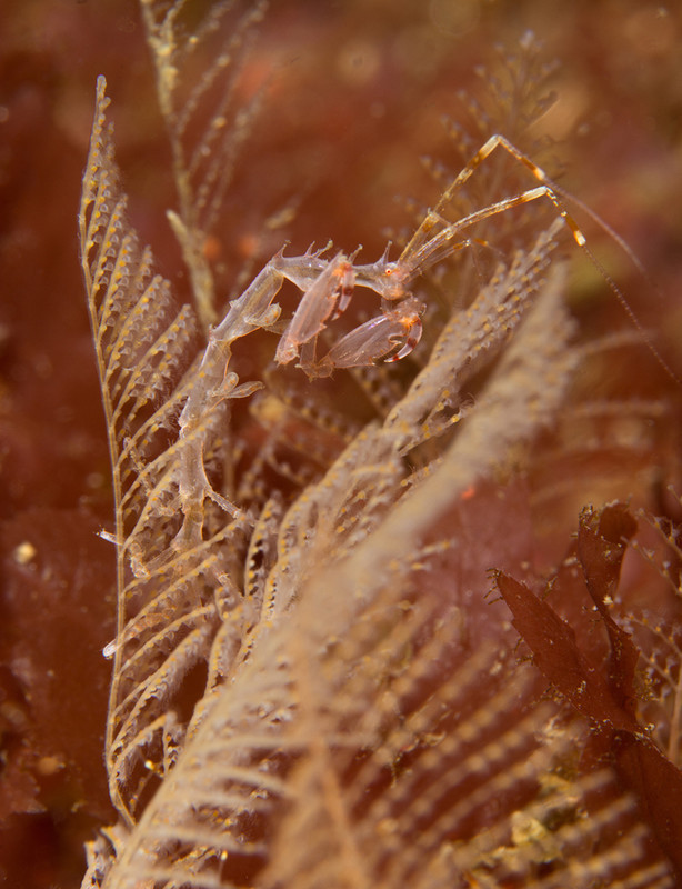 Pseudoprotella phasma - Crabs, Lobsters, Shrimps & Prawns etc (Crustacea)