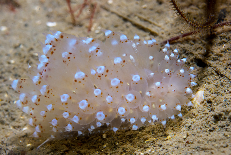 Janolus sp. A - Sea Slugs & Sea Hares (Nudibranchs etc)