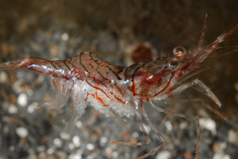 Palaemon serratus (carrying eggs) - Crabs, Lobsters, Shrimps & Prawns etc (Crustacea)