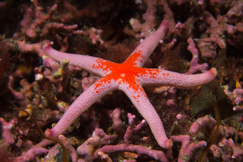 Henricia oculata - Starfish (Echinodermata)