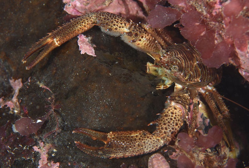 Galathea squamifera - Crabs, Lobsters, Shrimps & Prawns etc (Crustacea)