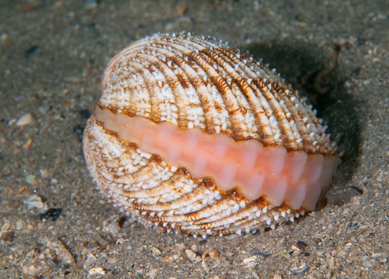 Acanthocardia echinata - Sea Snails, Bivalves & Lamp Shells (Mollusca etc)