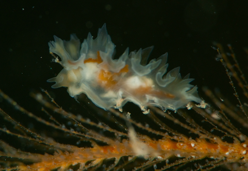 Lomanotus marmoratus - Sea Slugs & Sea Hares (Nudibranchs etc)
