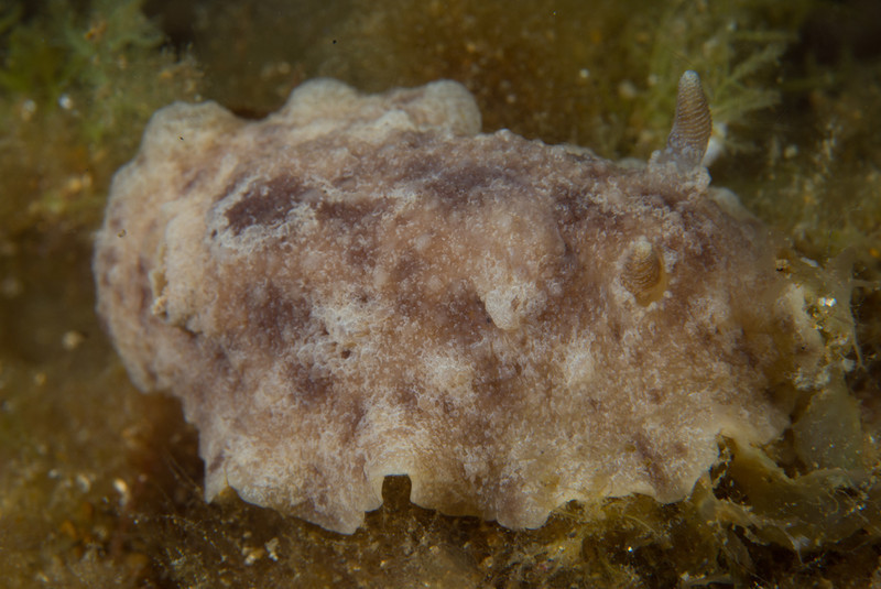 Archidoris pseudoargus - Sea Slugs & Sea Hares (Nudibranchs etc)