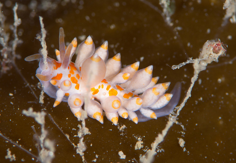 Amphorina andra - Sea Slugs & Sea Hares (Nudibranchs etc)