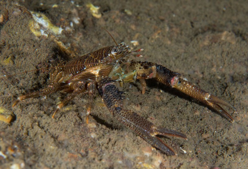 Galathea squamifera - Crabs, Lobsters, Shrimps & Prawns etc (Crustacea)