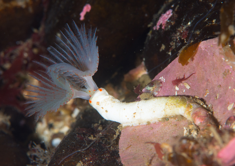 Protula tubularia - Worms (from various groups)