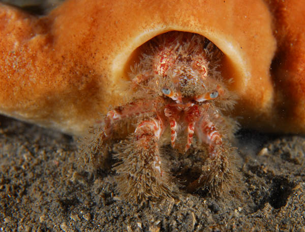 Pagurus cuanensis - Crabs, Lobsters, Shrimps & Prawns etc (Crustacea)