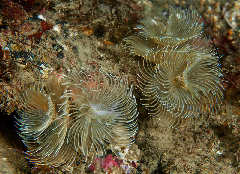 Bispira volutacornis - Worms (from various groups)