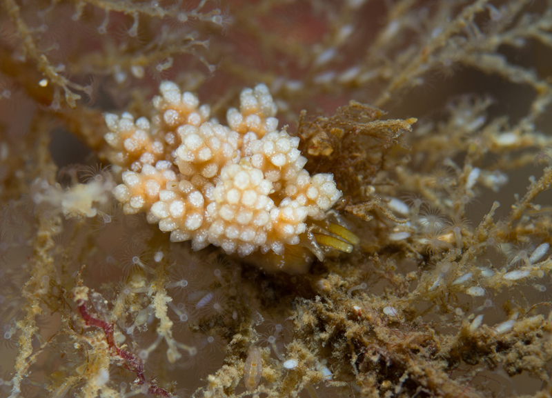 Doto fragilis - Sea Slugs & Sea Hares (Nudibranchs etc)