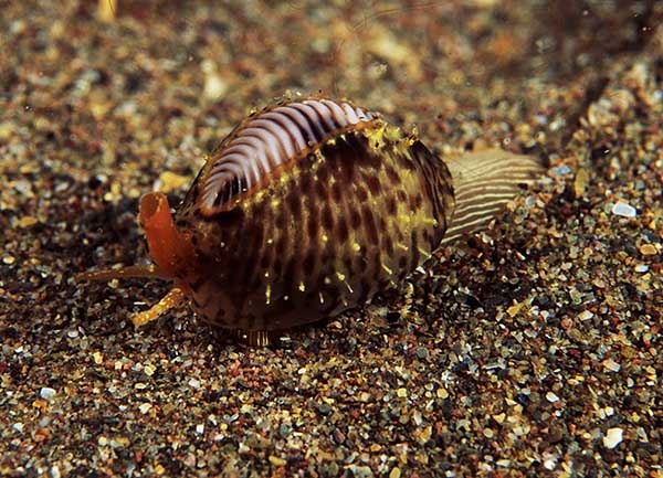 Trivia monacha - Sea Snails, Bivalves & Lamp Shells (Mollusca etc)