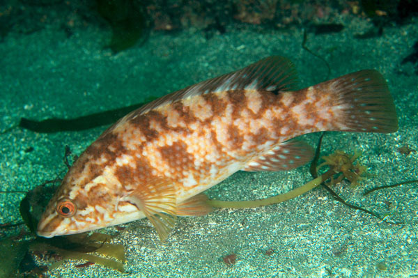 Labrus bergylta - Fishes – bony and cartilagous (Pisces)