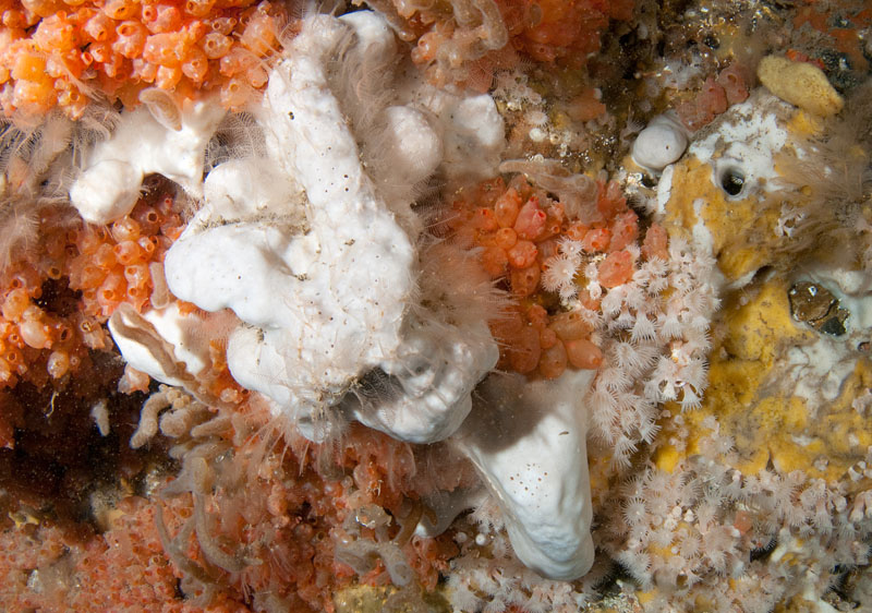 Sponges hydriods and sea squirts on wall reef - Habitat Scenes