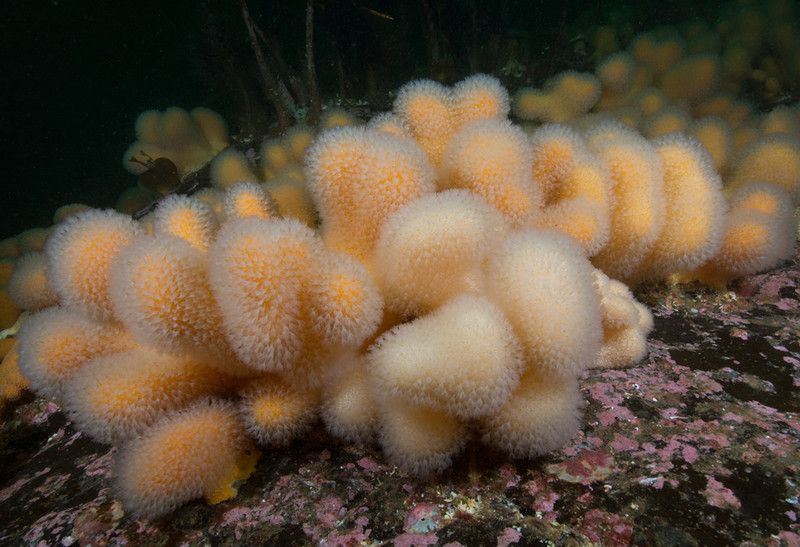 Alcyonium digitatum - Corals (Anthozoa)