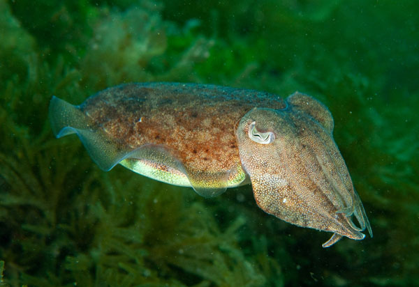 Sepia officinalis - Octopus, Squid & Cuttlefish (Cephalopoda)