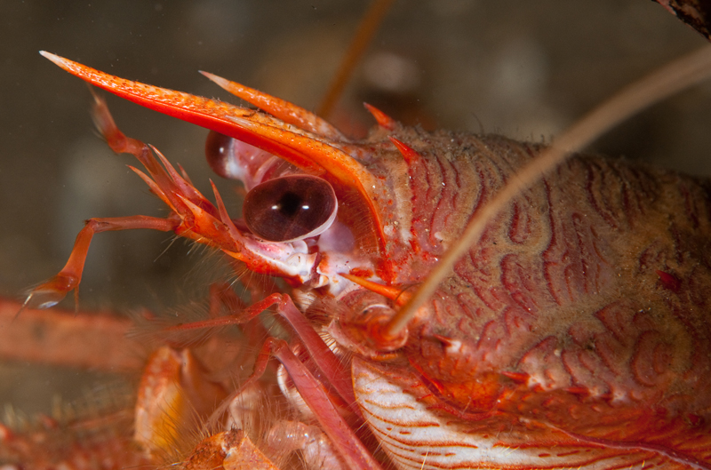 Munida rugosa (head detail) - Crabs, Lobsters, Shrimps & Prawns etc (Crustacea)