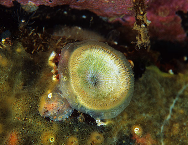 Disporella hispida - Sea Mats (Bryozoa)