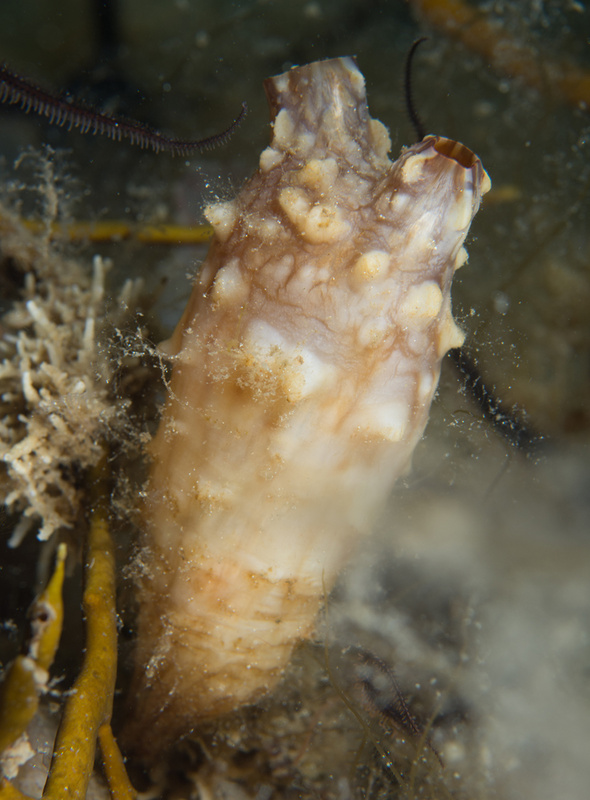 Styela clava - Sea Squirts (Tunicata)