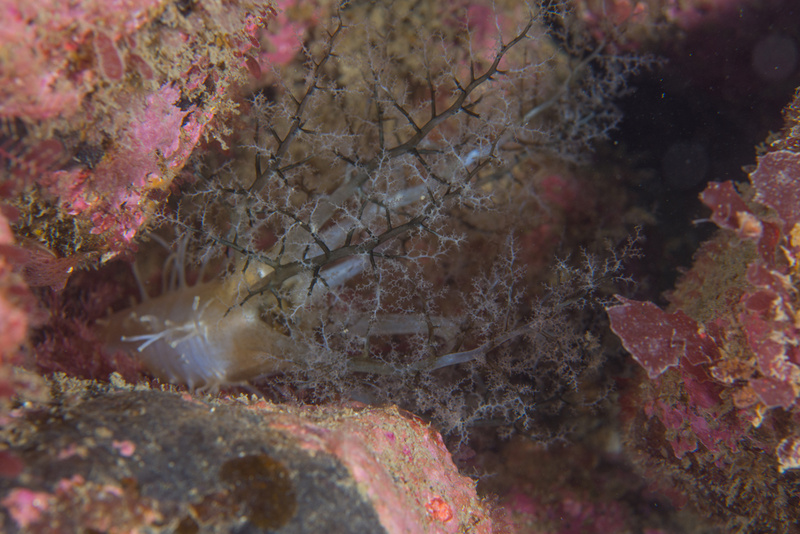 Pawsonia saxicola - Sea Cucumbers (Echinodermata)