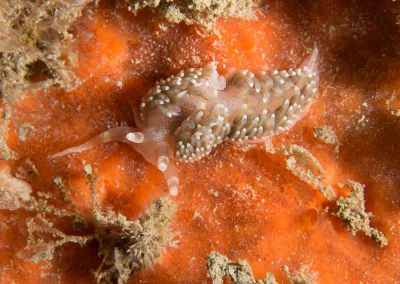Pruvotfolia pselliotes - Sea Slugs & Sea Hares (Nudibranchs etc)