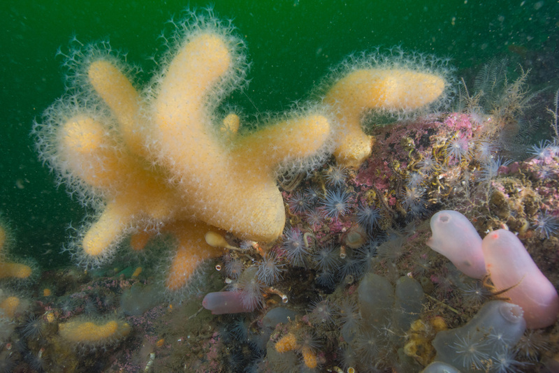 Scottish sea loch - Habitat Scenes