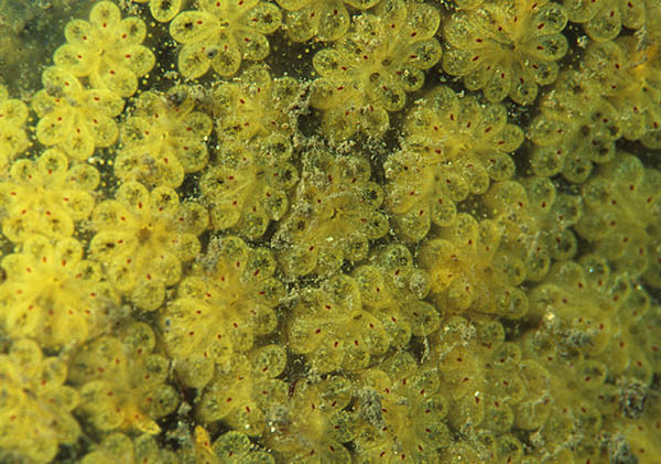 Botryllus schlosseri - Sea Squirts (Tunicata)