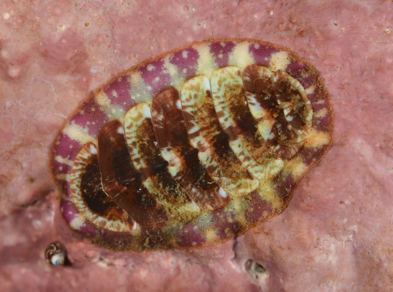 Tonicella marmorea - Sea Snails, Bivalves & Lamp Shells (Mollusca etc)