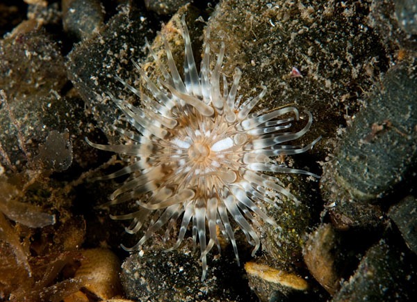 Sagartia troglodytes - Anemones (Anthozoa)