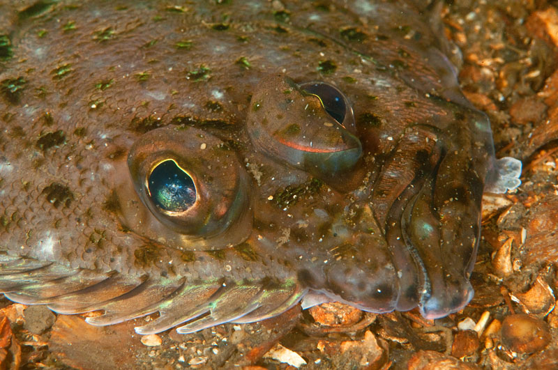 Lepidorhombus whiffiagonis - Fishes – bony and cartilagous (Pisces)