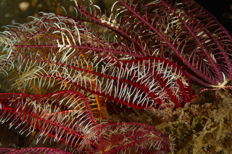 Antedon bifida - Starfish (Echinodermata)
