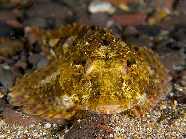 Taurulus bubalis - Fishes – bony and cartilagous (Pisces)
