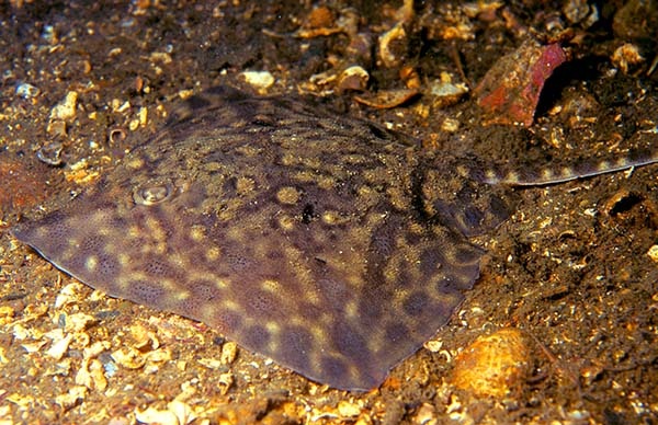 Raja clavata - Fishes – bony and cartilagous (Pisces)