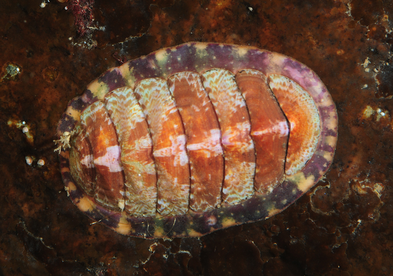 Tonicella marmorea - Sea Snails, Bivalves & Lamp Shells (Mollusca etc)