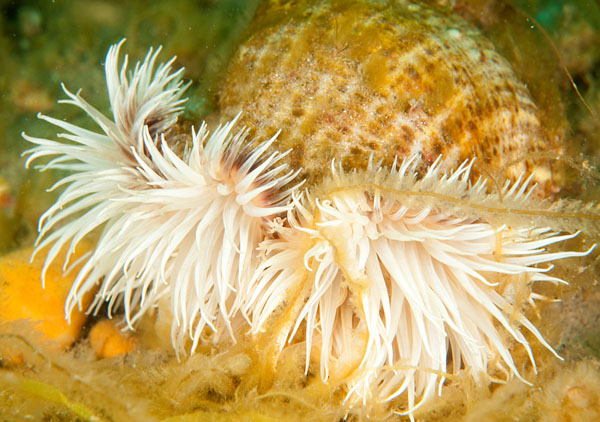 Calliactis parasitica - Anemones (Anthozoa)