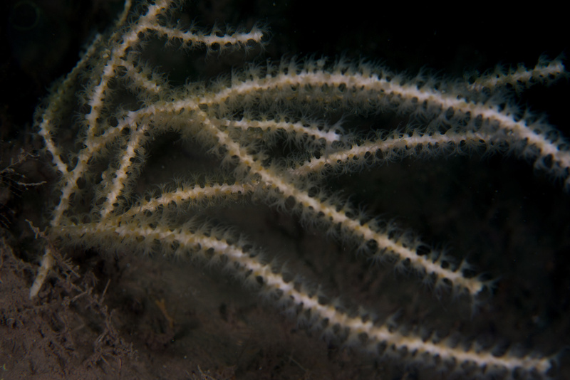 Callistephanus pallida - Corals (Anthozoa)