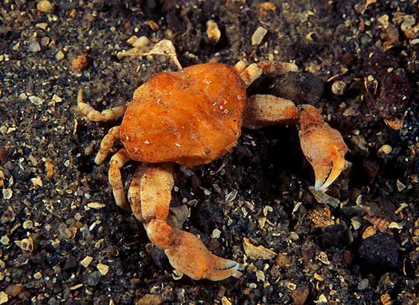 Ebalia tumefacta - Crabs, Lobsters, Shrimps & Prawns etc (Crustacea)