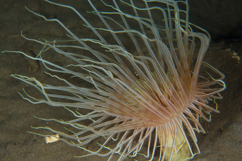 Pachycerianthus multiplicatus - Anemones (Anthozoa)