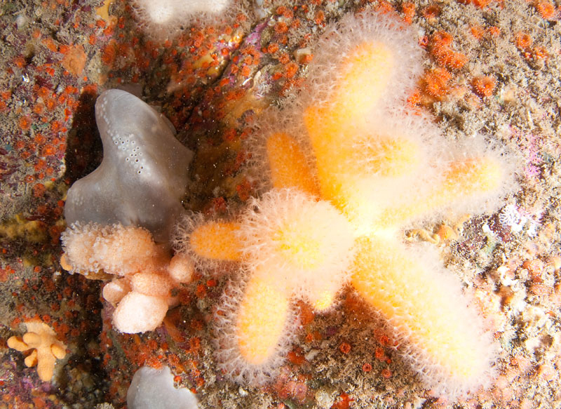 A mulitude of life forms on wall reef 4 - Habitat Scenes