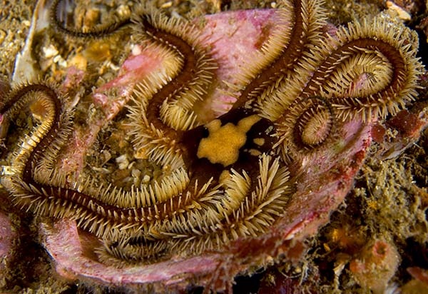 Ophiocomina nigra - Starfish (Echinodermata)