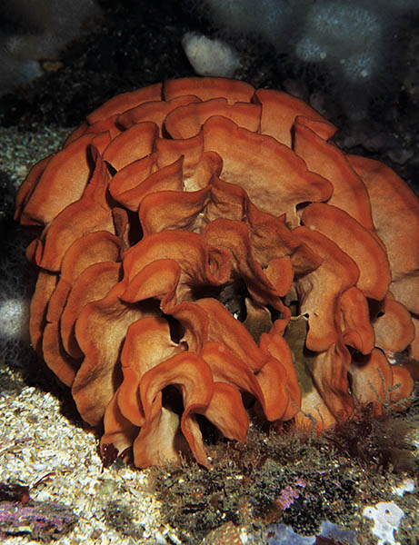 Pentapora foliacea - Sea Mats (Bryozoa)