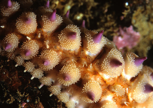 Marthasterias glacialis detail - Starfish (Echinodermata)