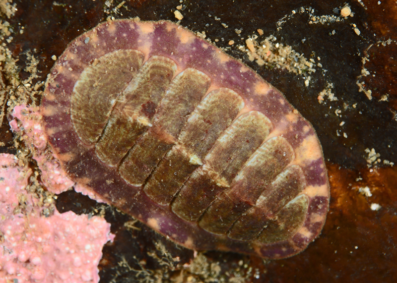 Tonicella marmorea - Sea Snails, Bivalves & Lamp Shells (Mollusca etc)