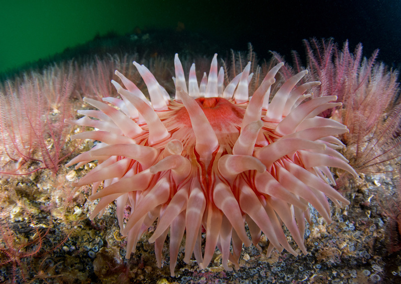 Scottish sea loch - Habitat Scenes