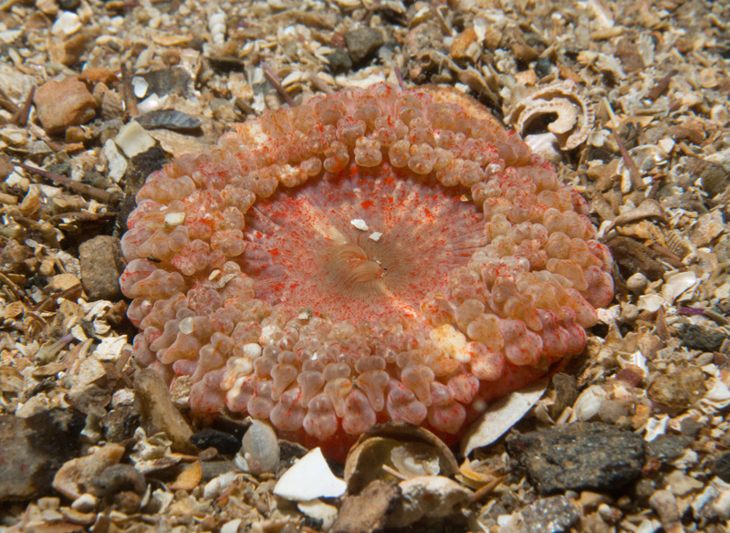 Capnea sanguinea - Anemones (Anthozoa)