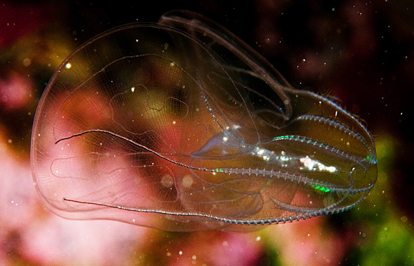 Bolinopsis infundibulum - Jellyfish and 'jelly-like' animals