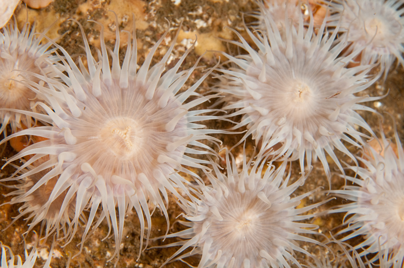 Sagartia elegans nivea - Anemones (Anthozoa)